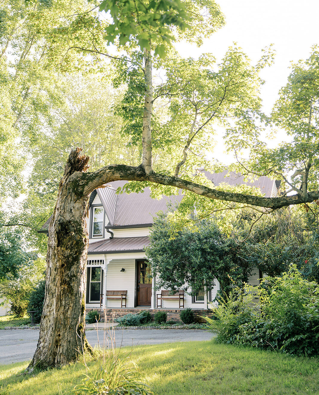 A look under an old mangled tree at the front of a white building with front porch