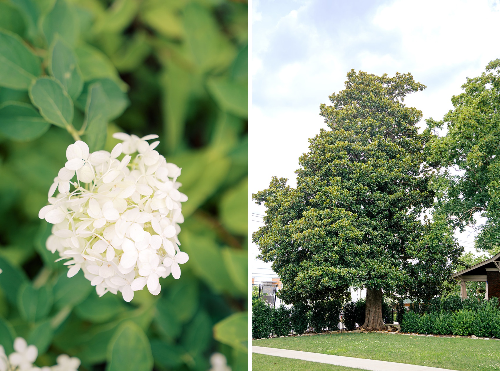 Details of white flowers next to a large magnolia tree in the gardens