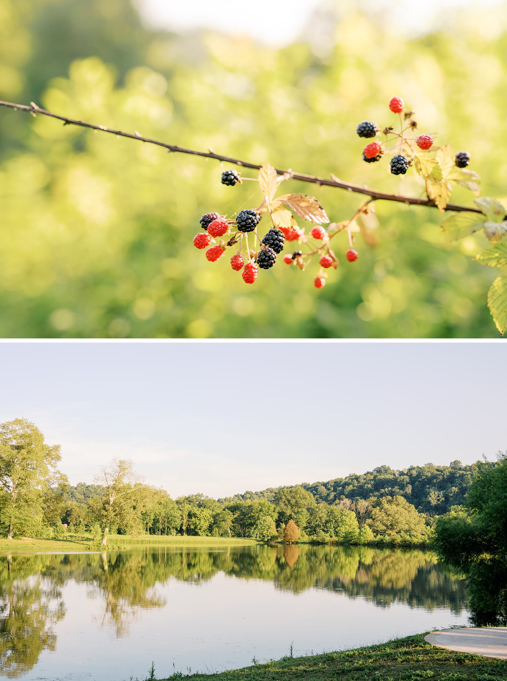 Details of wild black raspberries above a stunning lake at the eden estate
