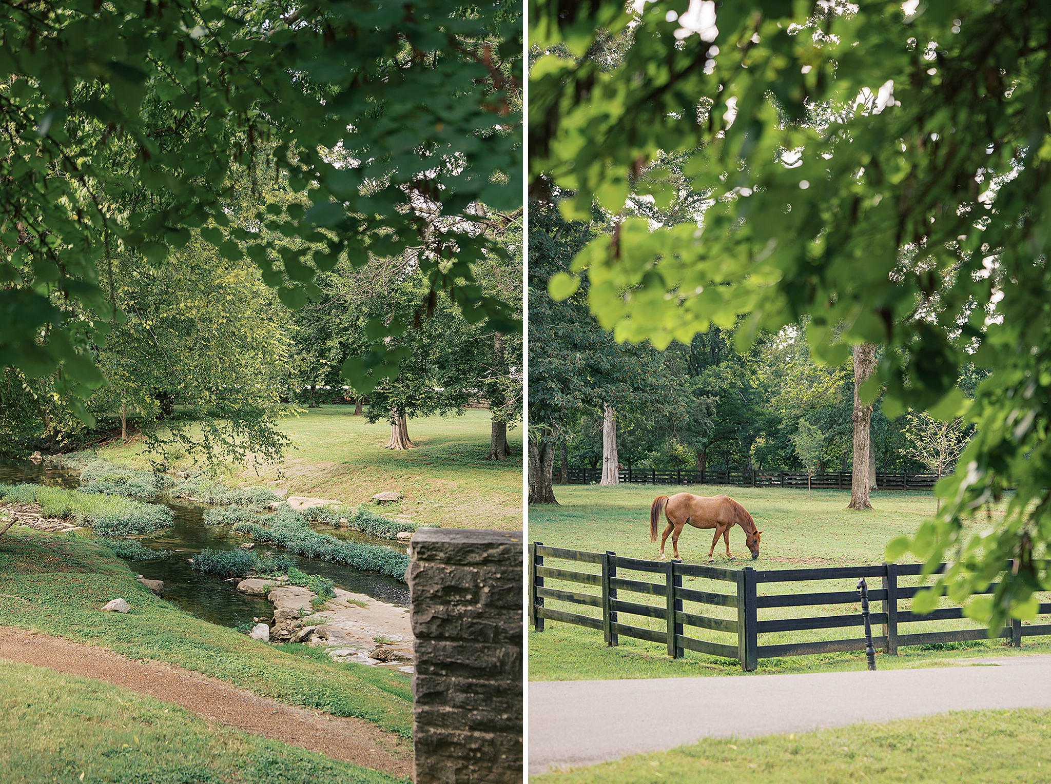 Details of a creek next to a grazing horse at the belle meade wedding venue