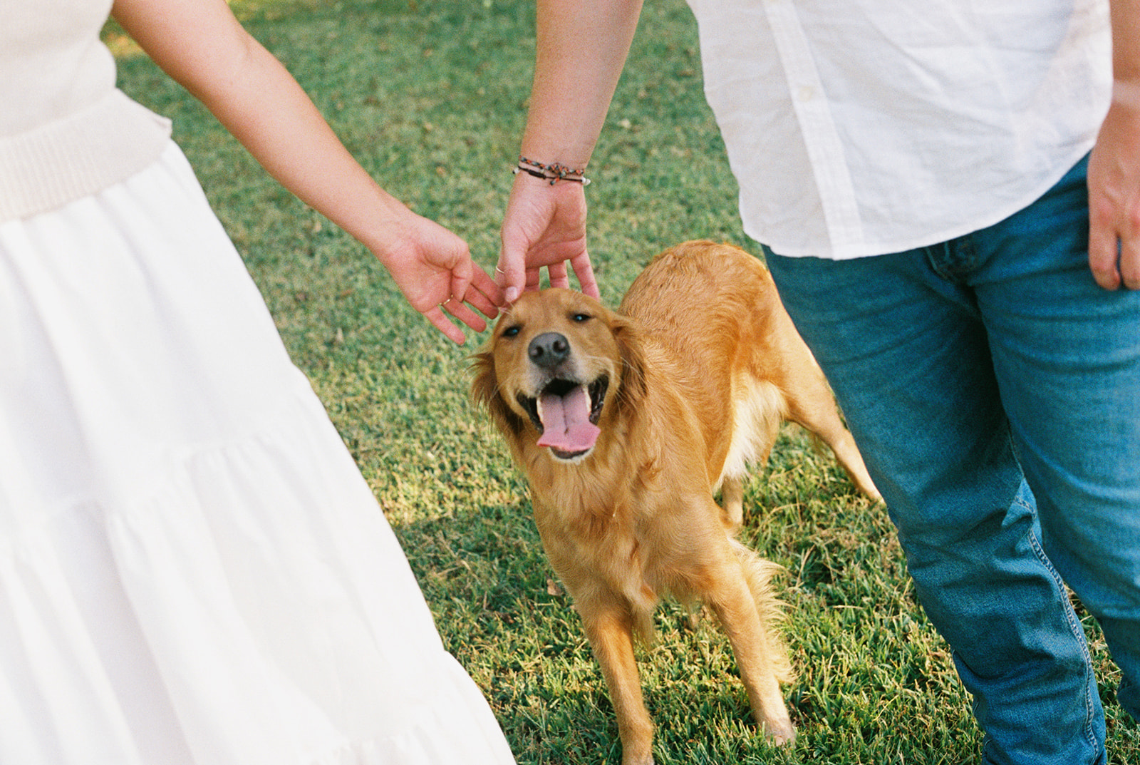 a couple has their hands on top of a golden retrievers head during their engagement photos taken by jaimee raneigh photography.