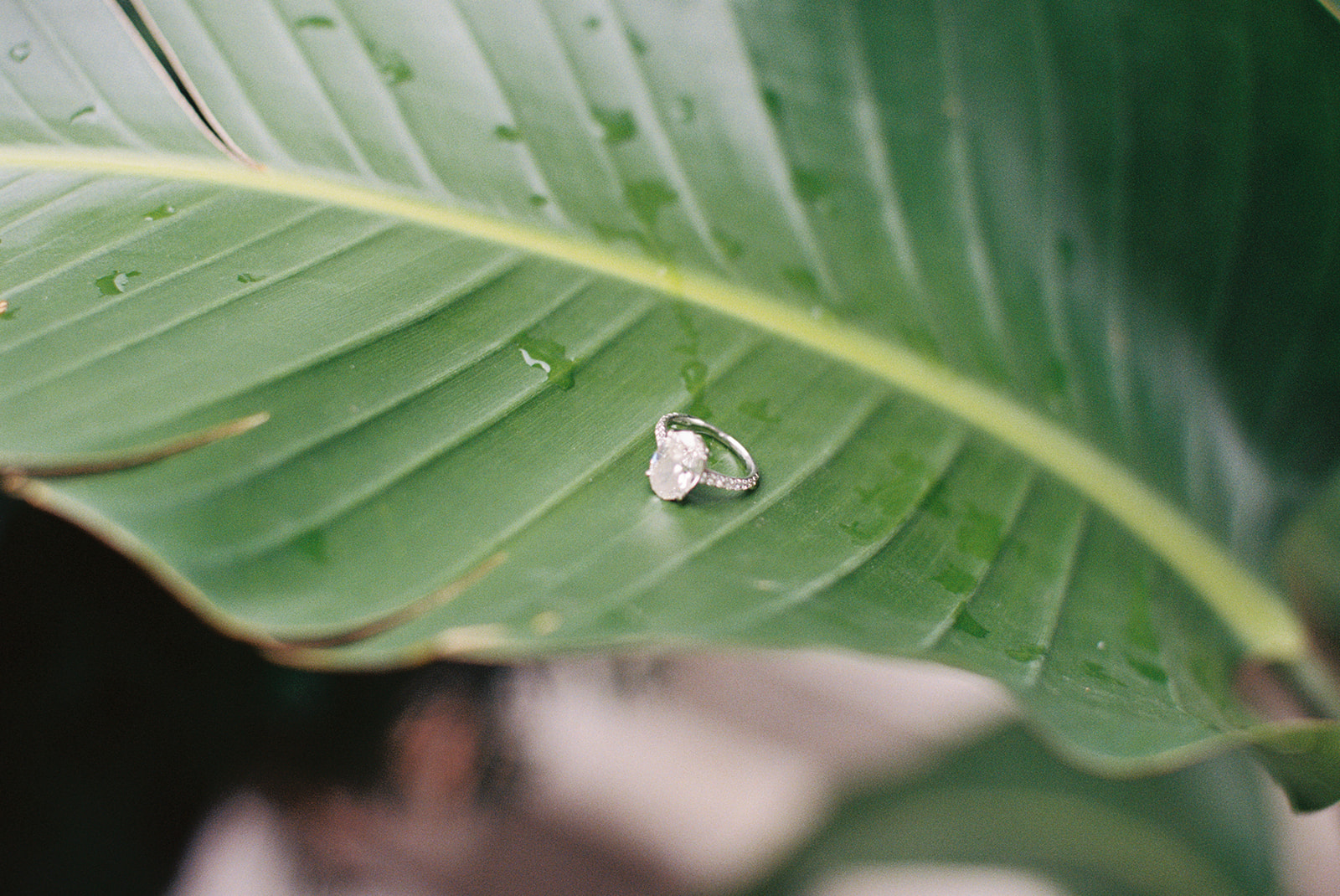 a ring sits on a green leaf palm